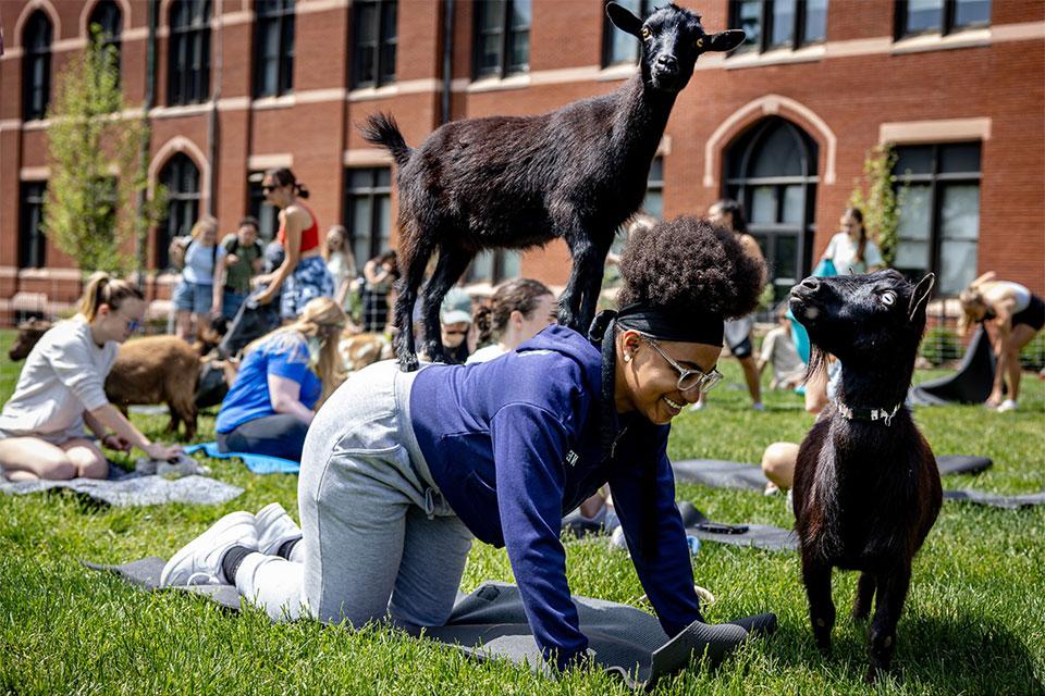 Student practicing yoga with two small goats on top and next to her